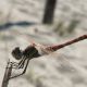 sympetrum giovane 3.jpg