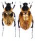 Amphicoma florentini (Fairmaire,  1893).JPG