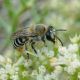 Colletes.jpg