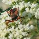 Rhynocoris.jpg