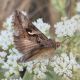 Autographa gamma 2.jpg