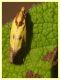 Agapeta zoegana (21).JPG