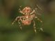 neoscona subfusca con argyrodesc.jpg