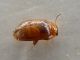 P1110106-Ridim.JPG