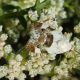 Acontia lucida 3.jpg