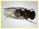 prob. Phortica variegata (13).JPG