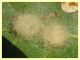 Araniella cucurbitina cocoon (14).JPG
