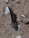 DSC05429 ridotta.jpg