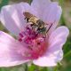 megachilidae.jpg