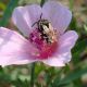 megachilidae 2.jpg
