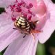 megachilidae 3.jpg