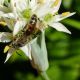 Sphecodes (2).jpg