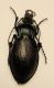 carabus.jpg