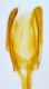 edeago-1-Epuraea-cf-limbata-Pergine-10-09-2026 (1).jpg