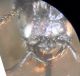 trispinosus0006 B.JPG