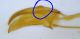 vis-laterale-edeago-Epuraea-cf-limbata-Pergine-10-09-2026 (1).jpg