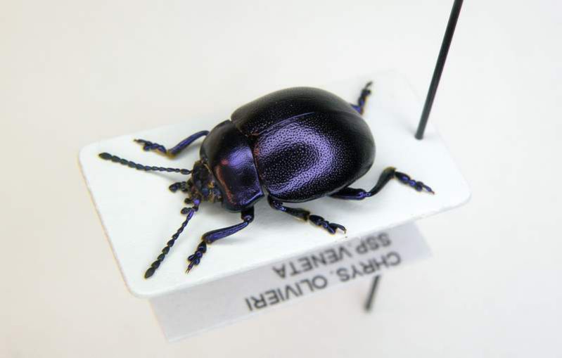 Chrysolina olivieri veneta - Veneto - Susegana - 12-VI-2008 Leg. Sandel F.- n° 002.JPG