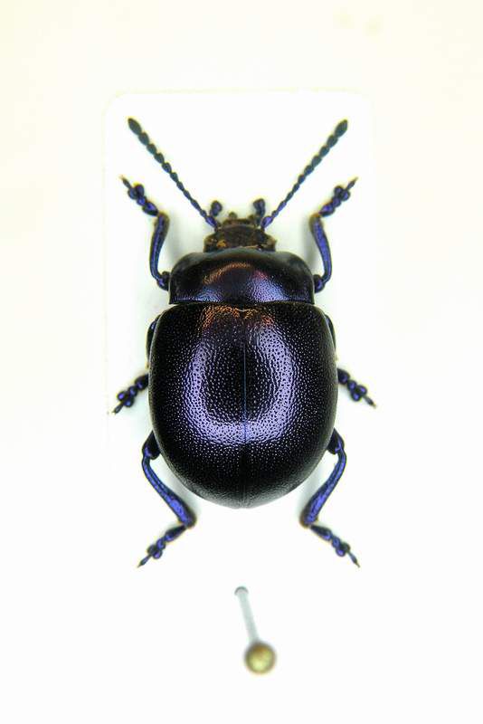 Chrysolina olivieri veneta - Veneto - Susegana - 12-VI-2008 Leg. Sandel F.- n° 001.JPG