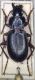 Pterostichus Bulgaria.jpg