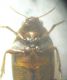 mucronatus0006 A.JPG