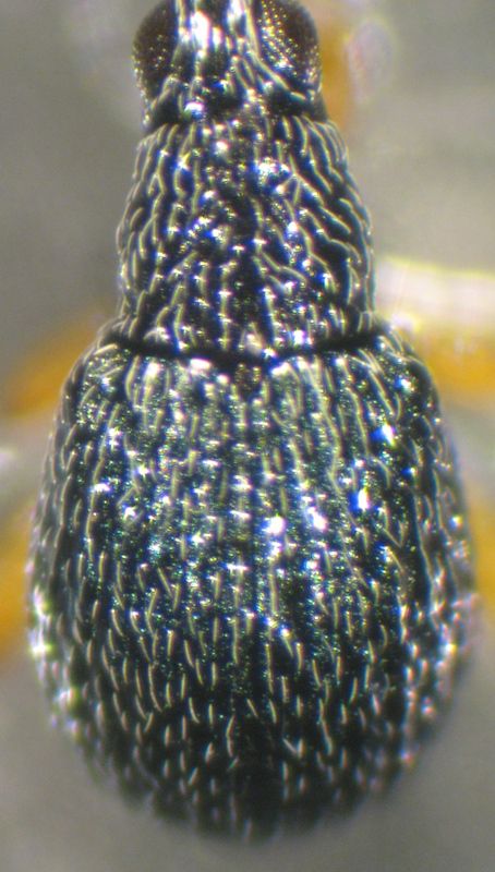 Copia di IMG_0002.JPG