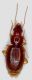 trechus sp..jpg