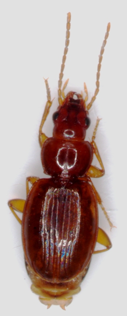 trechus sp..jpg