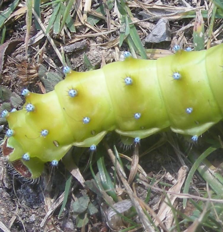 Immagine 106siga2.jpg