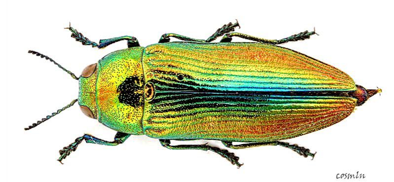 Euthyrea_aurata_s1.JPG