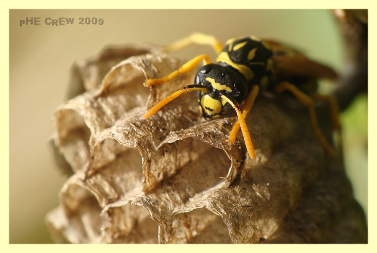 polistes gallicus....JPG