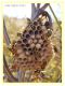 polistes.JPG