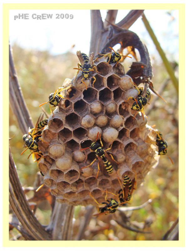 polistes.JPG