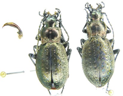 C. (Orinocarabus) baudii steckii.JPG