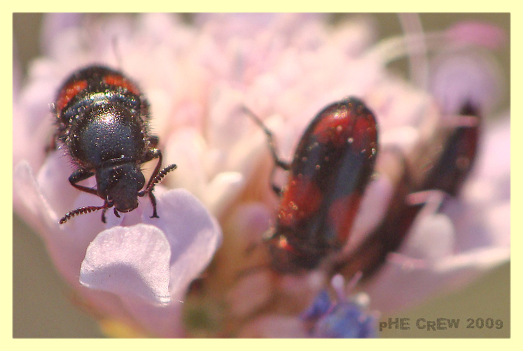 coleottero (2).JPG