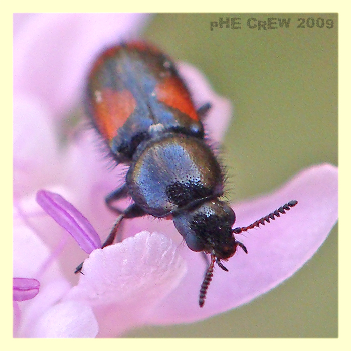 coleottero.JPG