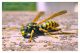 polistes.. (2).JPG