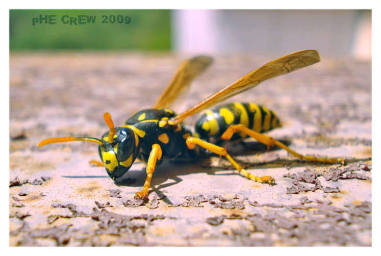 polistes.. (2).JPG