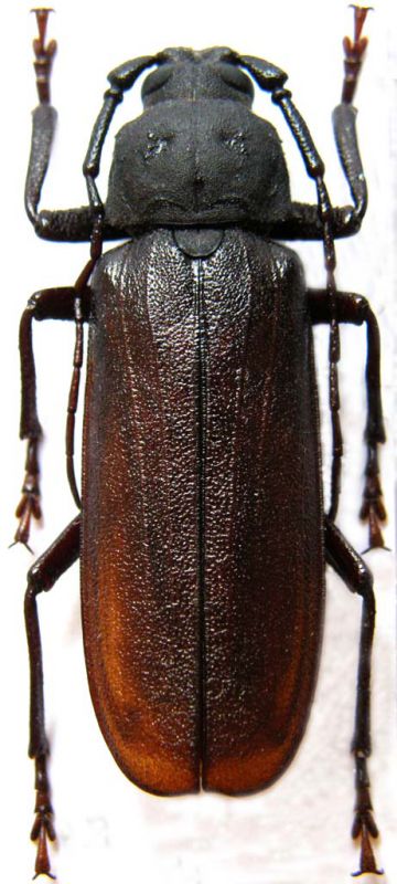 Prinobius samai_male_foto Procházka.jpg