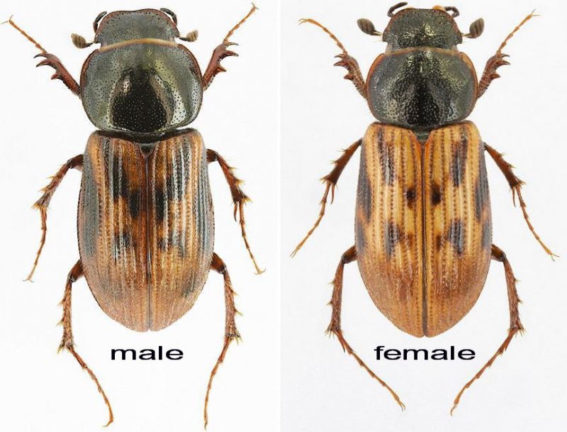 Aphodius (Nimbus) affinis (Panzer, 1823).jpg