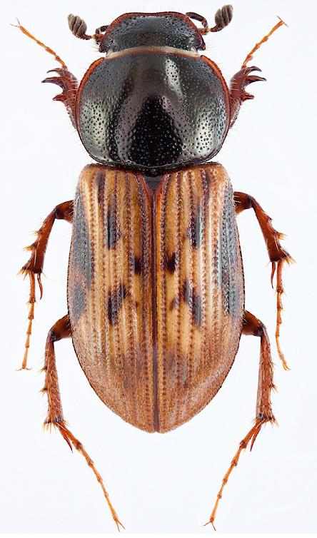 A.affinis (male) 1.JPG