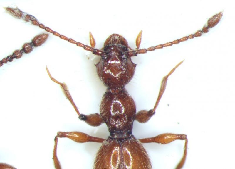dettagliorid.jpg