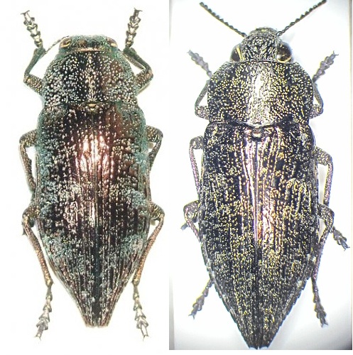 D.aenea bella - D. sp. Turkey.jpg