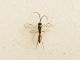 Rebelia (parasitoid) - Poland, Kramarzówka, 7 V 2010.jpg