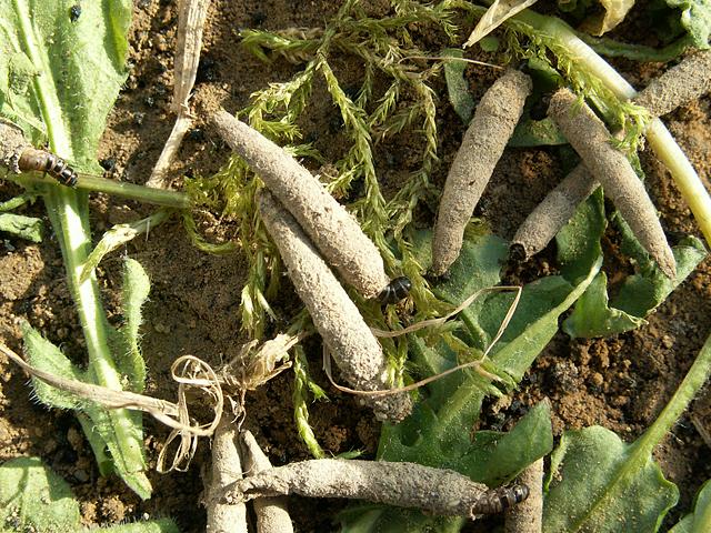 Rebelia sapho - Poland, Kramarzówka, 17 IV 2010 (leg. et det. Kamil Mazur).jpg