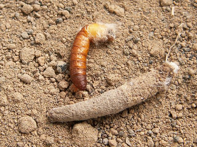 Rebelia sapho - Poland, Kramarzówka, 2009 ex l. 14 IV 2010 (leg. et det. Kamil Mazur).jpg