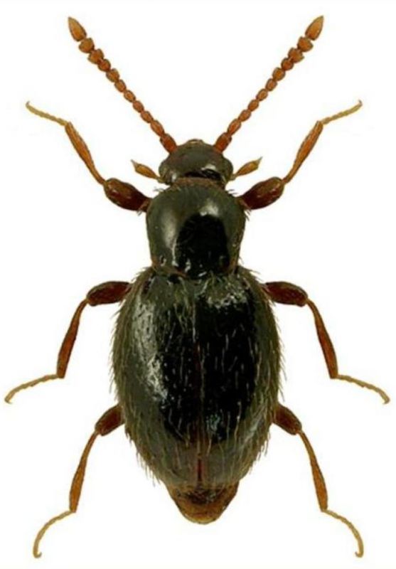 Stenichnus scutellaris (Müller et Kunze, 1822).jpg