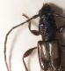 umbellatarum_female.jpg