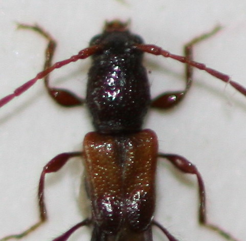 kiesenwetteri_female.jpg