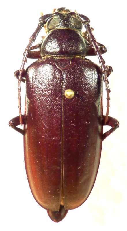 female Prionus lefebvrei.JPG