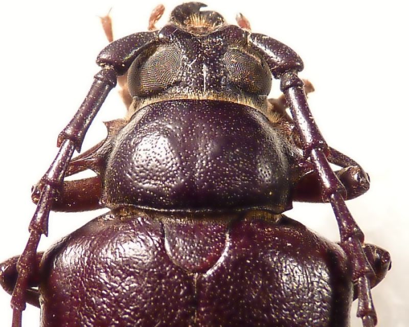 pronotum female P. lefebvrei.JPG